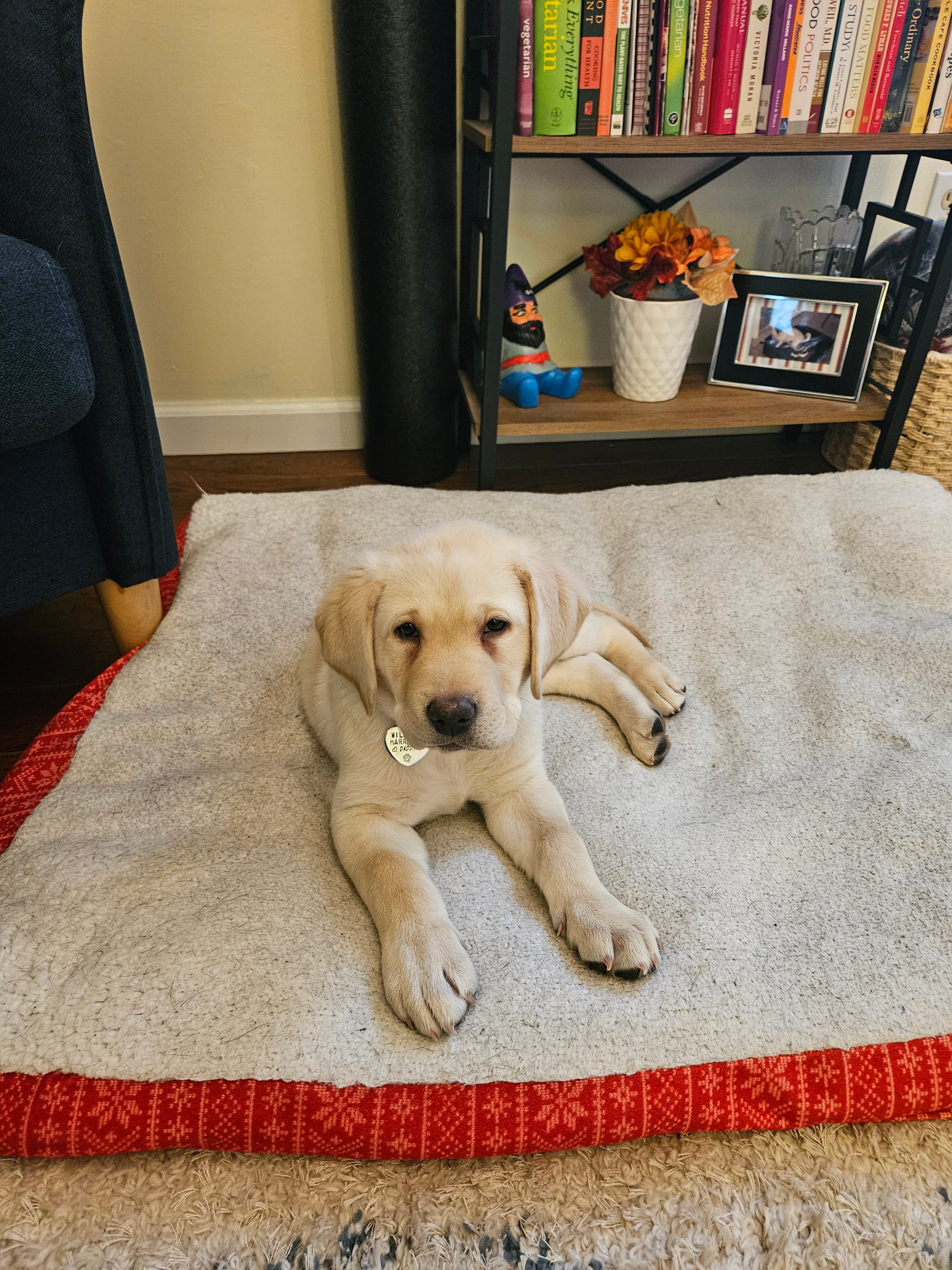 puppy
