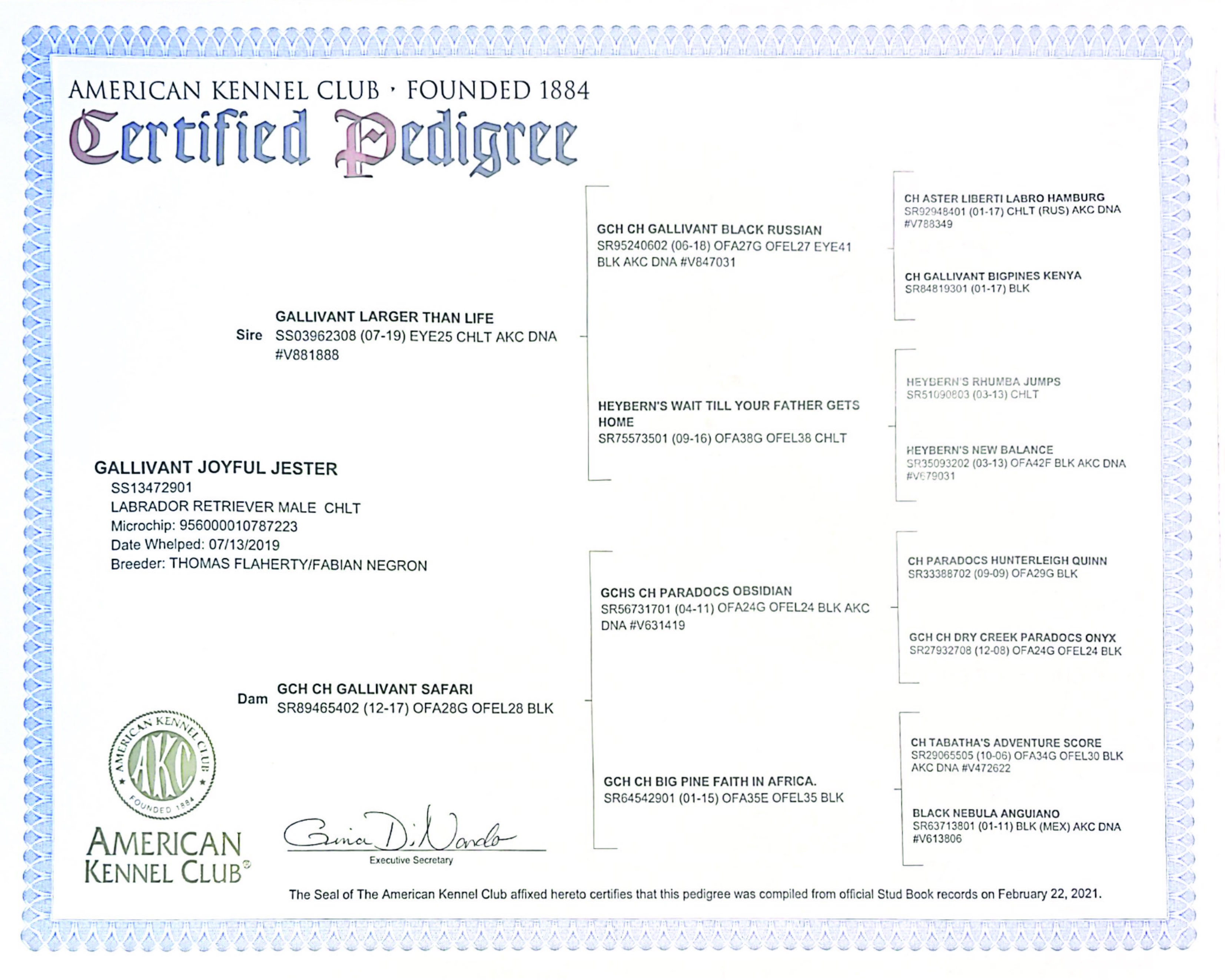 JJ-Gallivant_Labrador_Pedigree-min.jpg