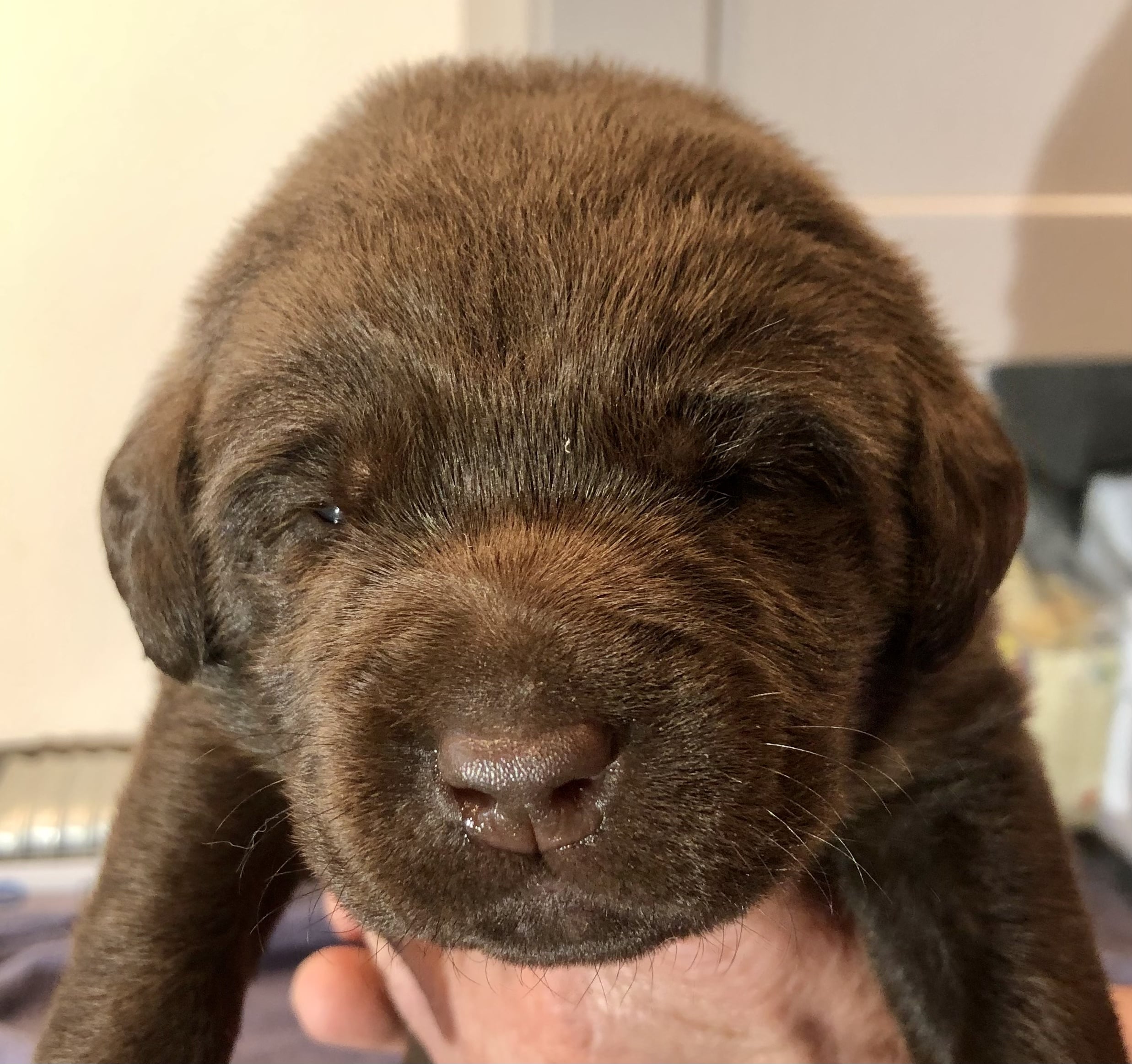 rufus3-min.jpg