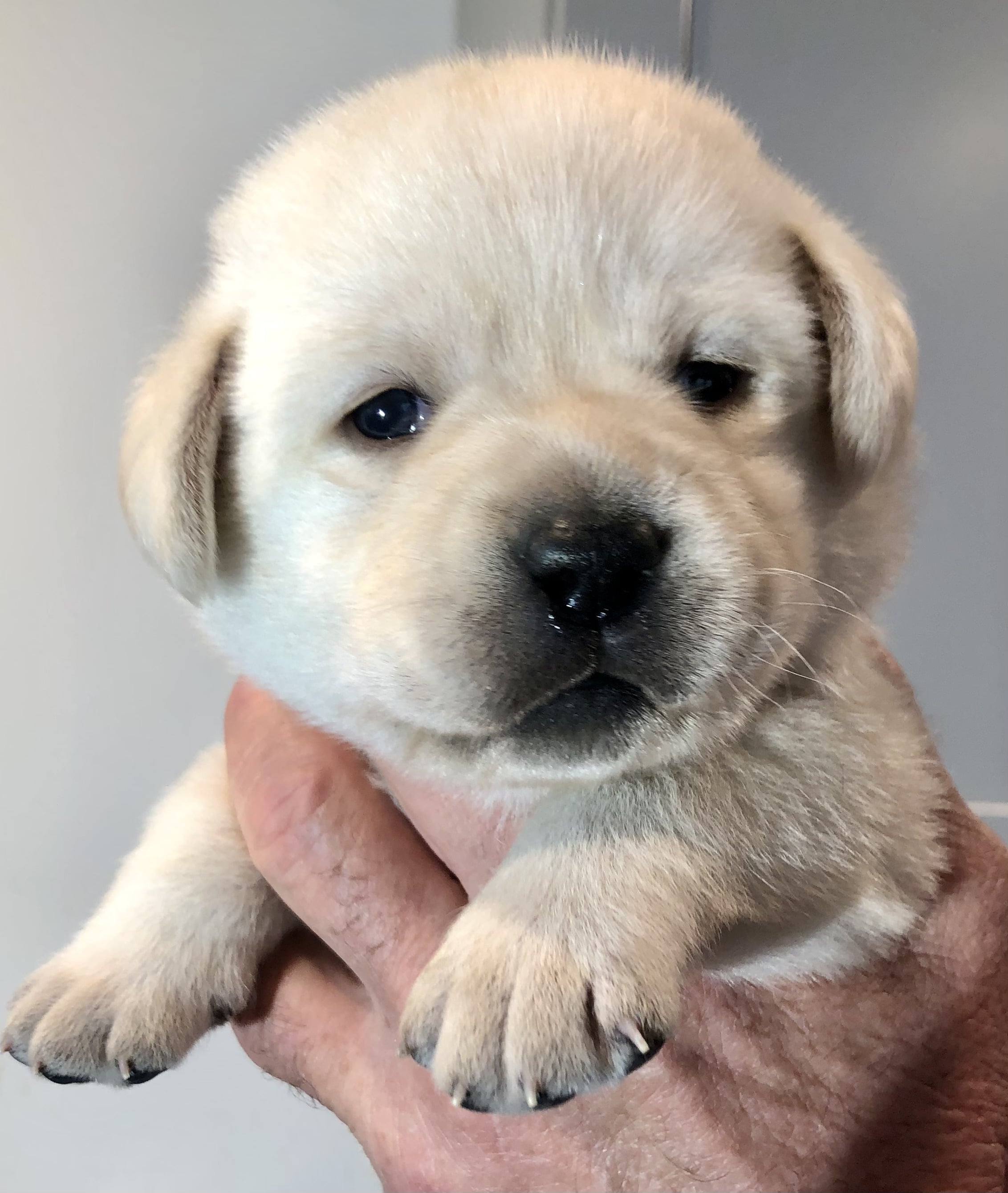 dolly3-min.jpg