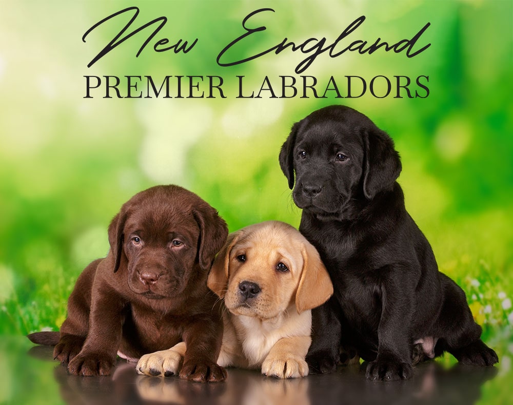 New England Premier English Labradors logo