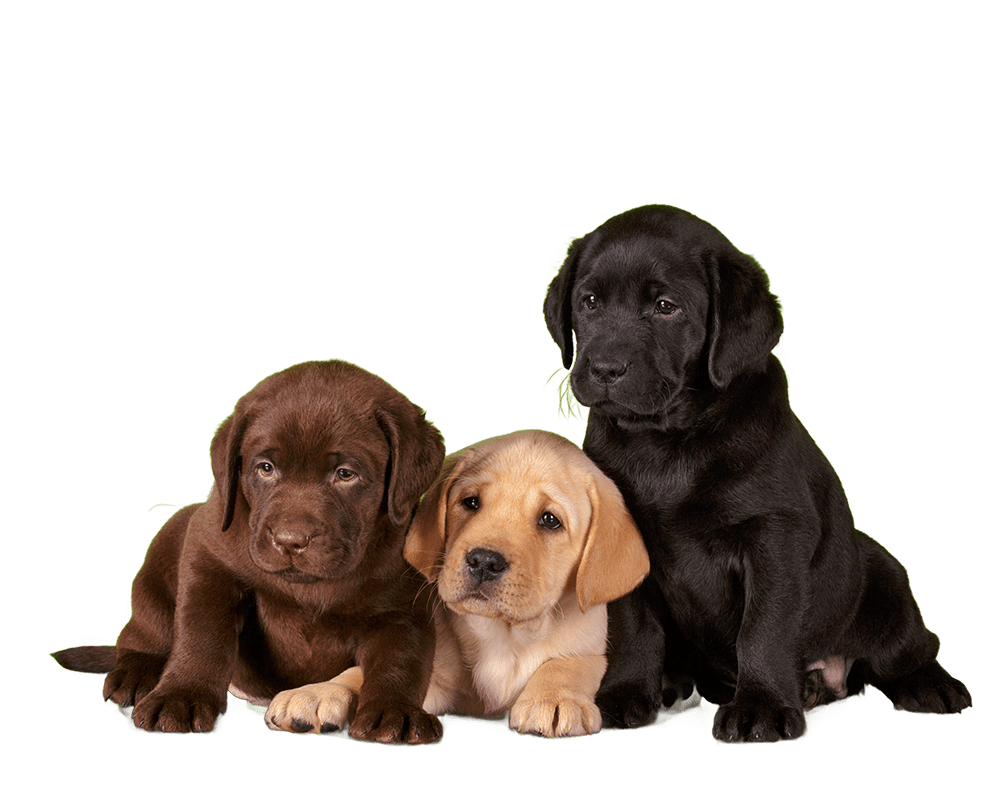 New England Premier English Labradors logo